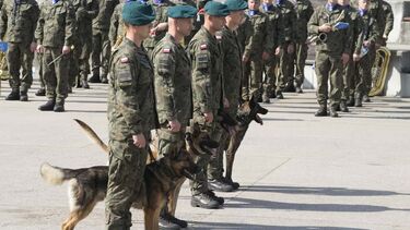 Cães militares recebem patente no exército polaco pela proteção à vida humana