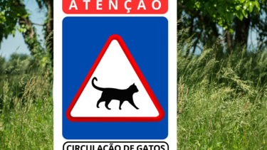 Provedor dos Animais quer sinais de trânsito a alertar para gatos em Lisboa