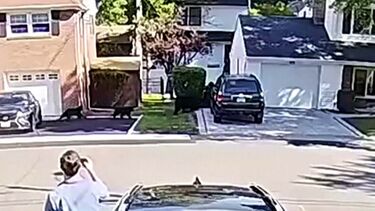 Urso e crias passeiam-se em bairro de Nova Jersey