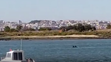 Golfinhos avistados na Baía do Seixal