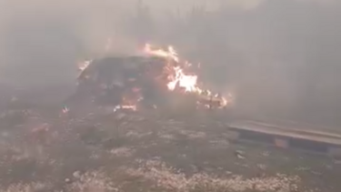 Incêndio invade abrigo de animais em Albergaria-a-Velha