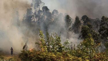 Incêndio em Albergaria-a-Velha