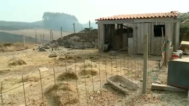 "Foi o inferno que passou aqui": Família perde cerca de 100 animais com incêndio em Castro Daire