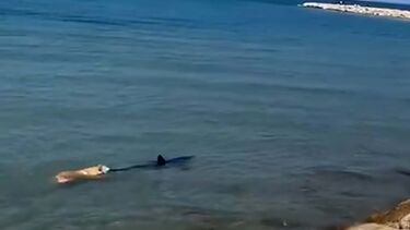 Cão salta para a água para perseguir tubarão em Espanha