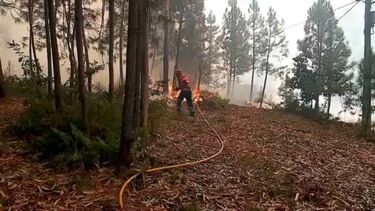 Detido homem suspeito de atear fogo em Sátão