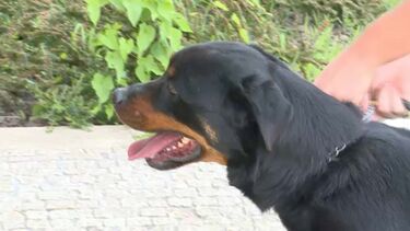 Mulher trancada em stand atacada por cães de guarda