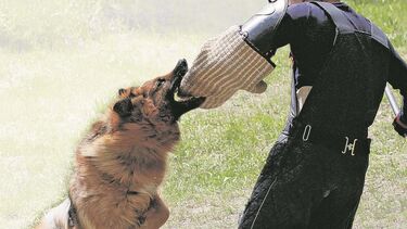 Os três cães da raça pastor-alemão estavam treinados para defender o espaço do stand. Estão agora sob avaliação 