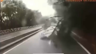 Condutor capta momento em que árvore cai em plena autoestrada devido ao mau tempo em Coimbra