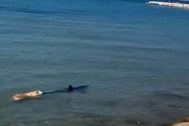Cão salta para a água para perseguir tubarão em Espanha