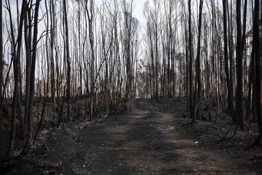 Área ardida em Albergaria-a-Velha