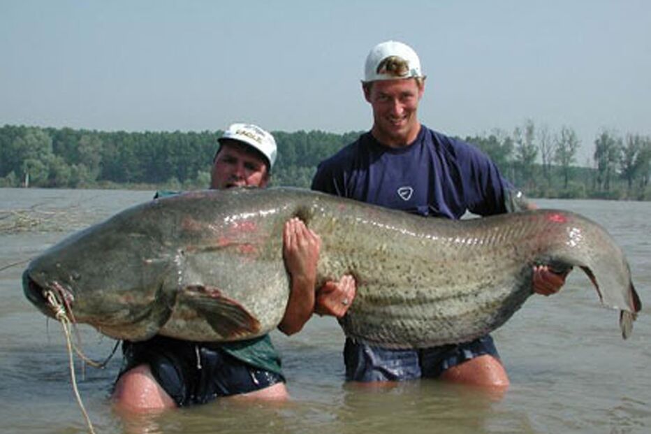 Imagem SILURUS.JPG (22305775) (Milenium)