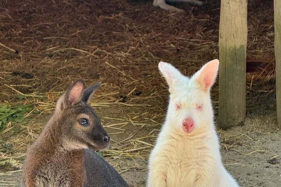 Cangurus de João Baião 
