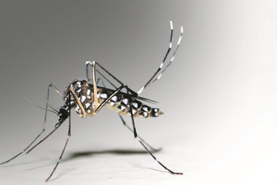 Imagem P20 Recorte mosquito.jpg (22433905) (Milenium)