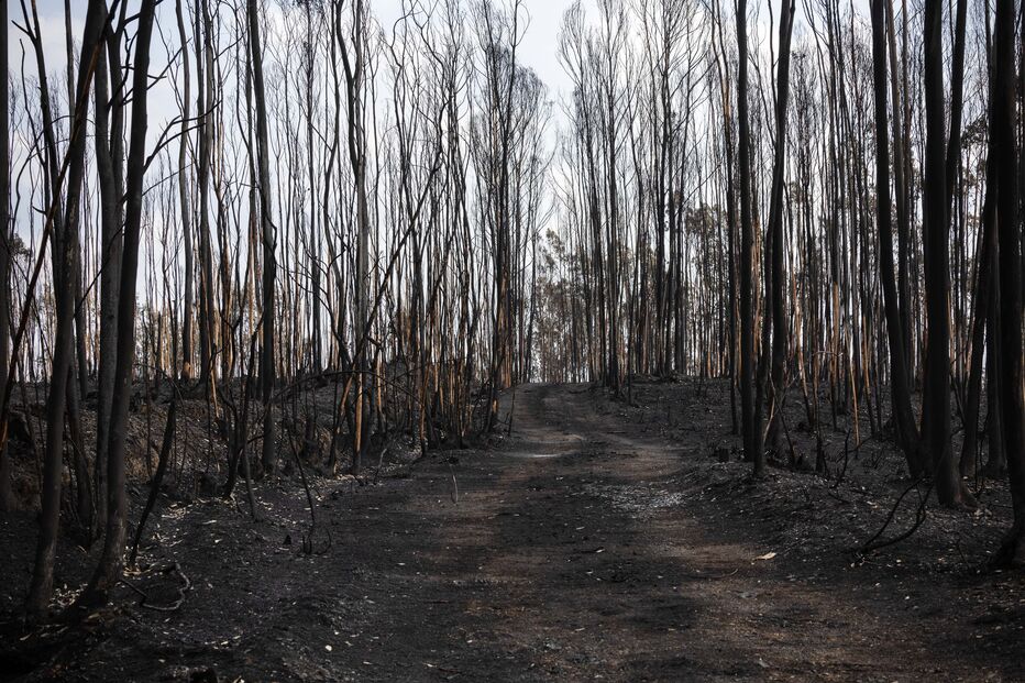 Área ardida em Albergaria-a-Velha