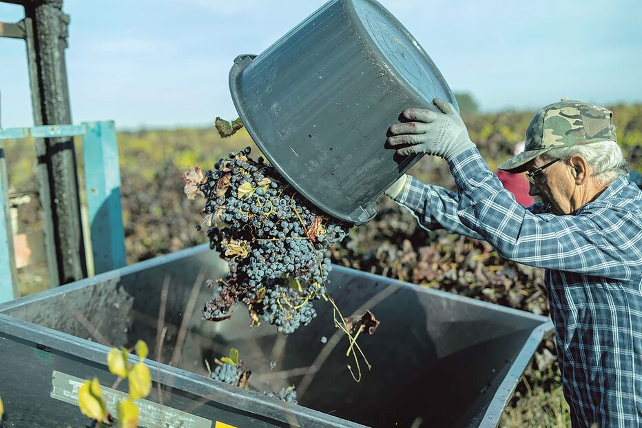 2024-09-24_15_29_38 VINDIMAS_pagina 3.jpg