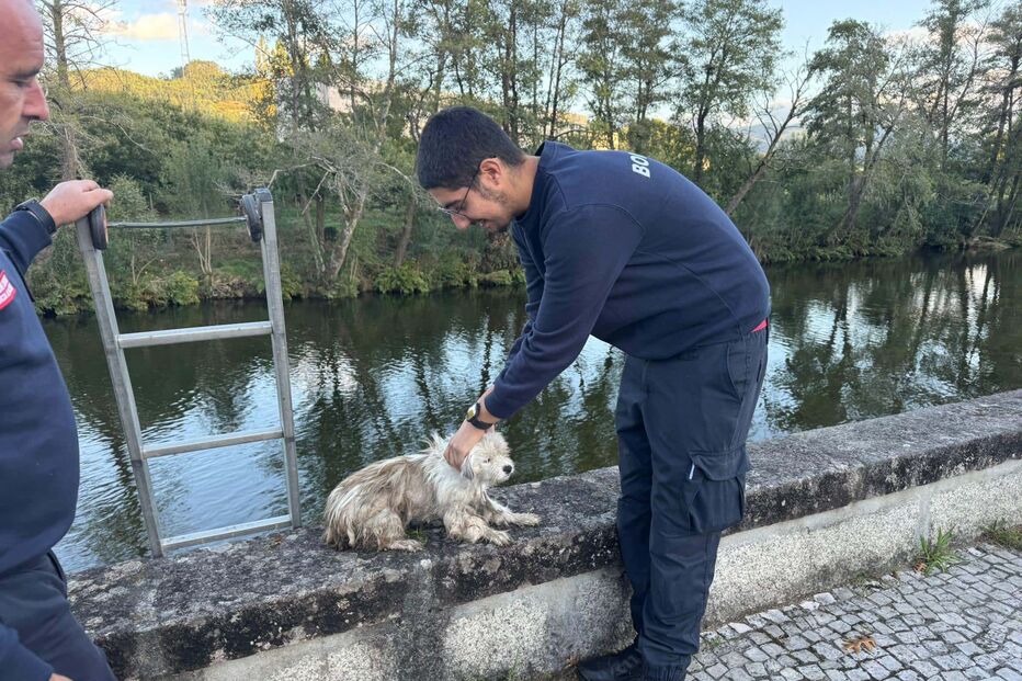 Cão resgatado em Arcos de Valdevez