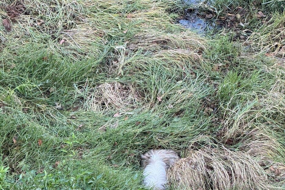 Cão resgatado em Arcos de Valdevez