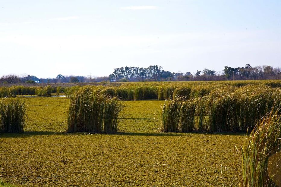 Erva das Pampas