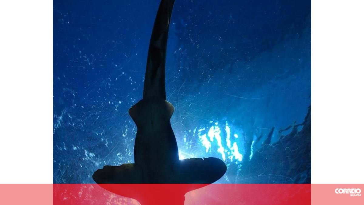 Apreendidos 76 quilos de tubarão martelo nos Açores