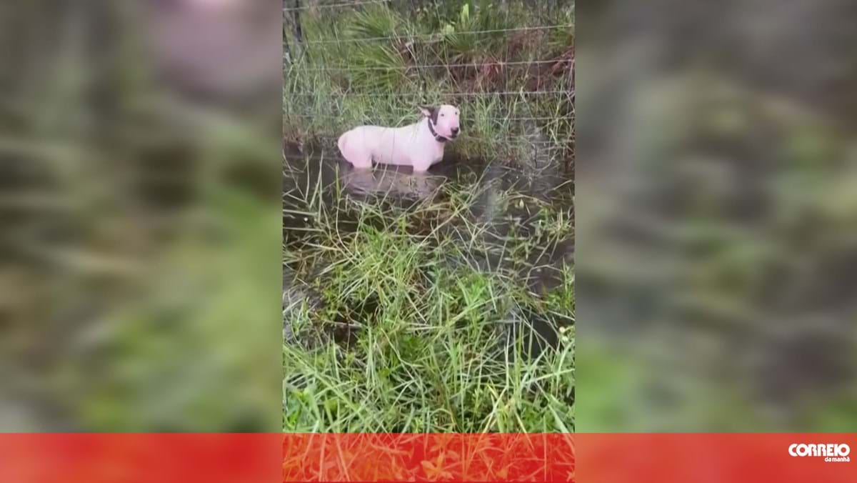 Imagens mostram resgate de cão abandonado e acorrentado a uma vedação na chegada do furacão Melton