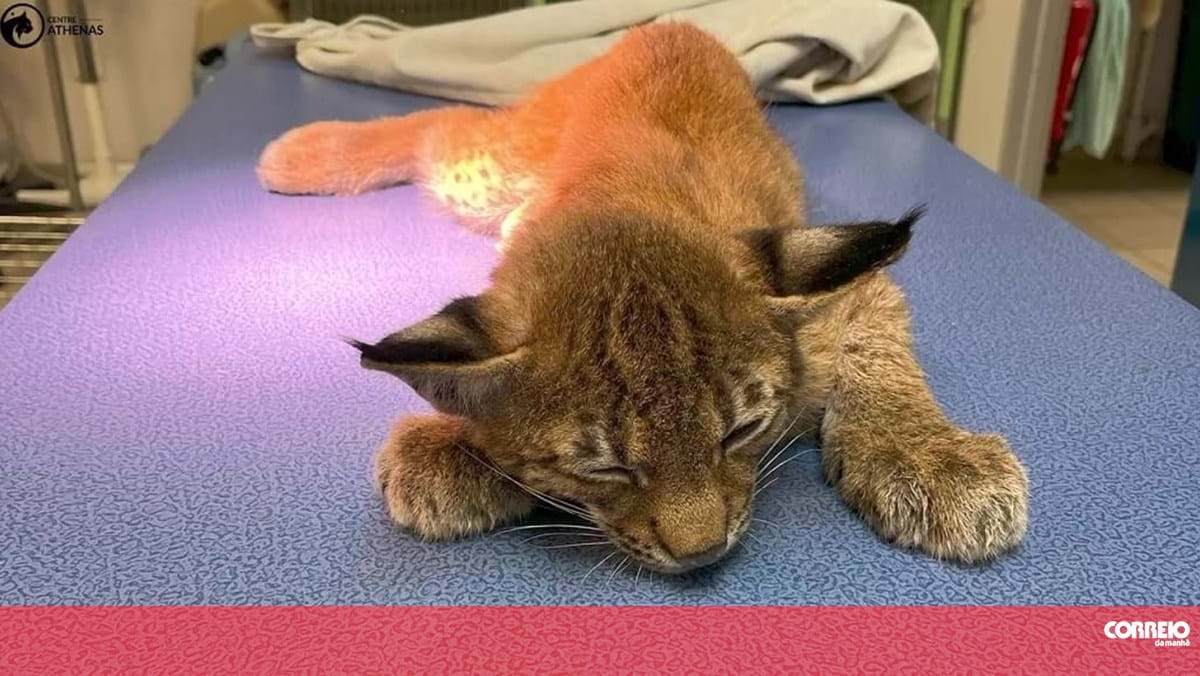 Lince atropelado foi salvo por cirurgia