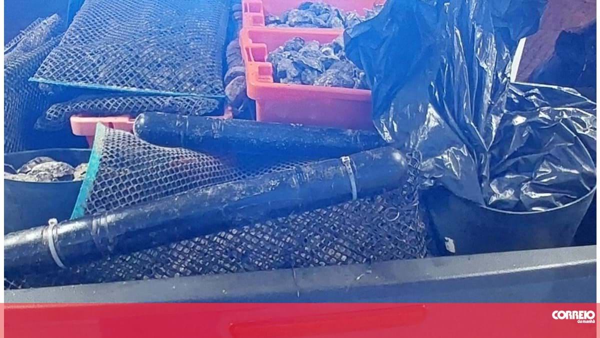 Polícia Marítima recupera 500kg de ostras furtadas de viveiros na ria Formosa em Olhão