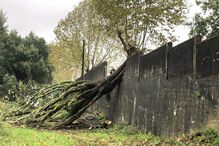 Uma árvore de grande porte caiu e derrubou parte de um muro da Escola Secundária de Maximinos