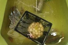 Apreendidos mais de 500 quilos de marisco e pescado