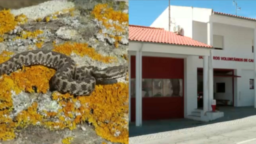 Bombeiro ferido com gravidade após ataque de víbora em Castelo de Vide
