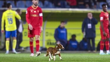 Cão no relvado durante jogo da I Liga