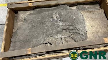 GNR apreende patas, pele e couros de elefante em Vila do Conde