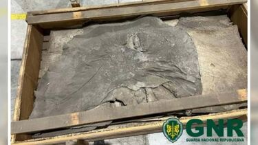 GNR apreende patas, pele e couros de elefante em Vila do Conde