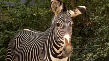 Dia Mundial do Animal