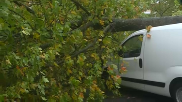 Árvore cai em cima de carrinha em Vila Real  