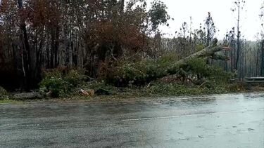 Queda de árvore na EN2 em Castro Daire atinge homem