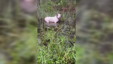 Imagens mostram resgate de cão abandonado e acorrentado a uma vedação na chegada do furacão Melton