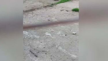 Ratos aterrorizam comerciantes na Maia