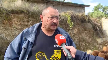 “Não sei o que hei de fazer à minha vida”: Belmiro Trindade relata sucessivos ataques de cães a ovelhas em Mirandela 