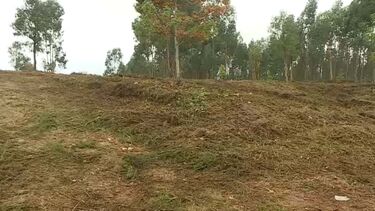 Trabalhador do ICNF morre após picada de vespa asiática em Mondim de Basto