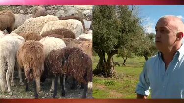 Doença da língua azul dizima milhares de animais no Centro e Sul do País