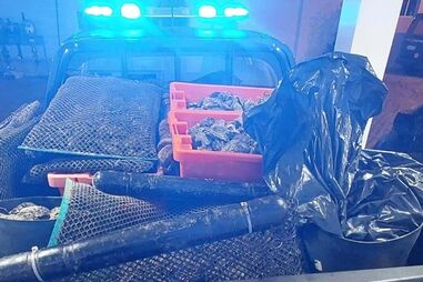 Polícia Marítima recupera 500kg de ostras furtadas de viveiros na ria Formosa em Olhão