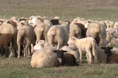 Oliveira do Hospital apoia vigilância sanitária em explorações de ovinos
