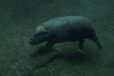 Hipopótamo-pigmeu de quatro meses faz sucesso em zoo na Alemanha 