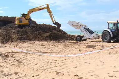 Decorrem trabalhos de limpeza para remover algas japonesas na Praia da Rocha 