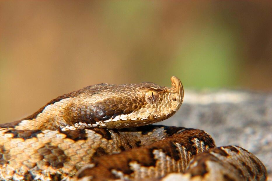 Víbora-cornuda