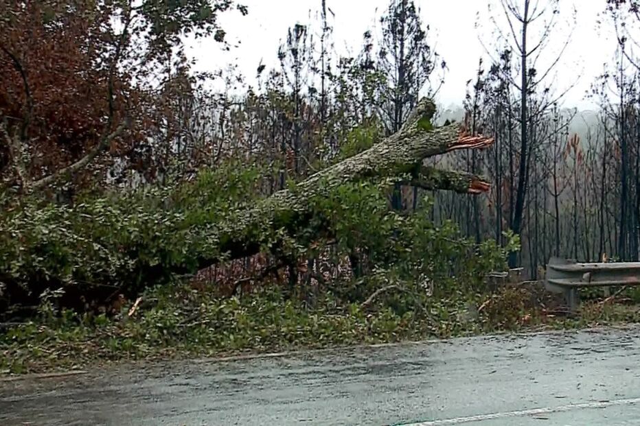 Um homem ficou ferido quando o carro que conduzia foi atingido por uma árvore de grande porte na EN2, em Castrro Daire