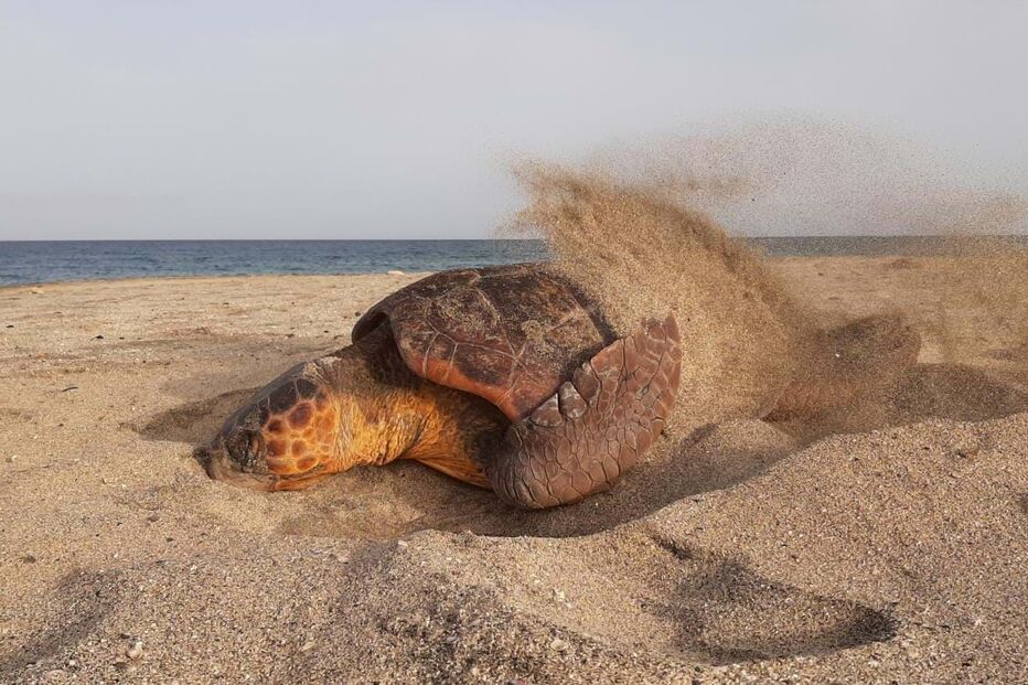 Tartarugas em Cabo Verde