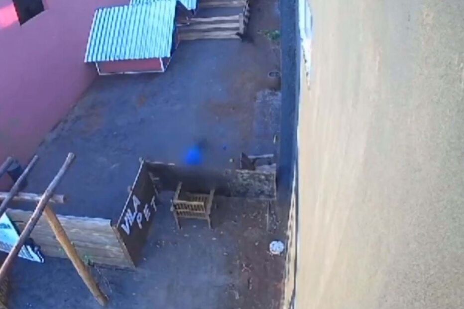 Menino de nove anos invade clínica veterinária e mata e mutila 23 animais no Brasil 