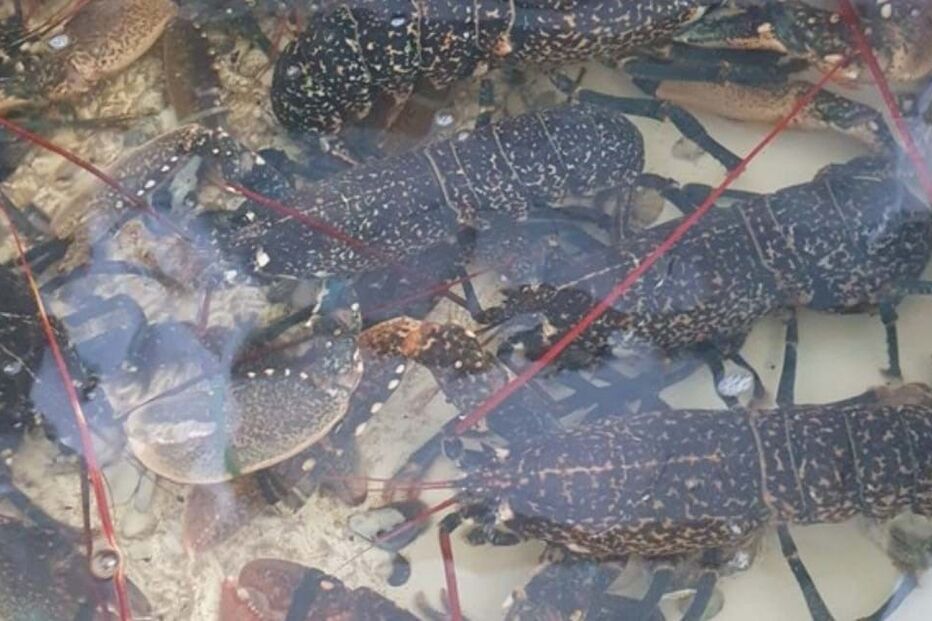 Apreendidos mais de 500 quilos de marisco e pescado