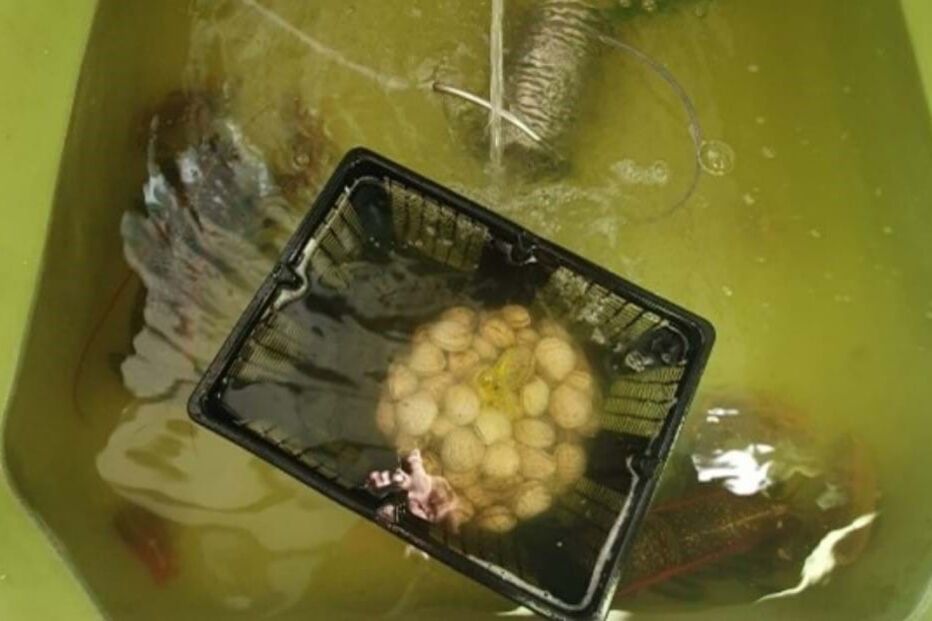 Apreendidos mais de 500 quilos de marisco e pescado